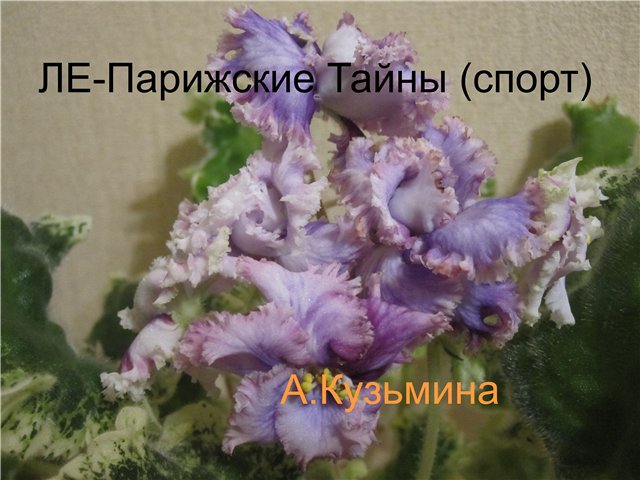 фиалка фото ле-парижские тайны