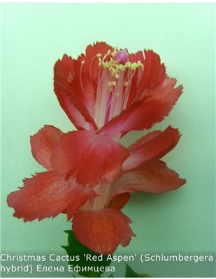  Christmas Cactus 'Red Aspen' (Schlumbergera hybrid) 