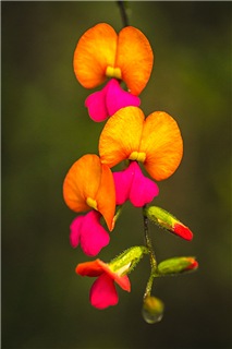  Chorizema illicifolium 