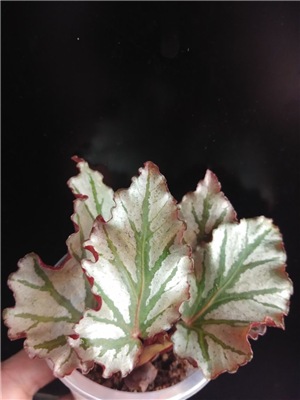  Begonia 'Kismet' 
