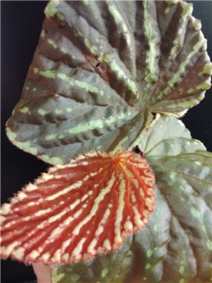  Begonia Beccarii 