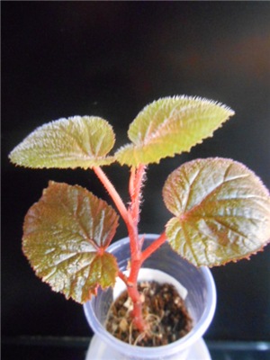  Begonia Bachiensis(sp) 