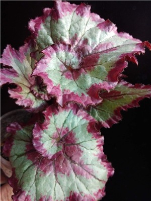  Begonia Raspberry Torte (Begonia rex hybrid) 