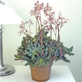  Begonia Flemenco (Begonia rhizomatous hybrid) 