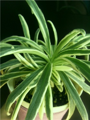  Primulina (Chirita) linearifolia variegated 