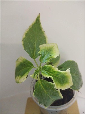  Acalypha'Marginata Green 
