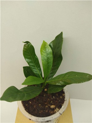  Gardenia Double Mint p.p.hybrid 
