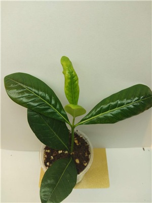  Gardenia taitensis Mini 