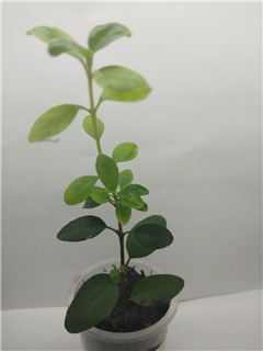  Correa 'Isabell' (Native Fuchsia) 