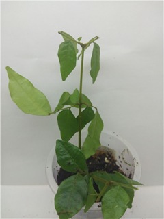  ararchidendron pruinosum 