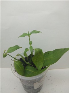  Rondeletia leucophylla 