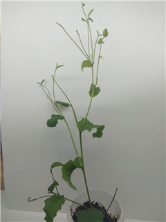  Chorizema illicifolium 