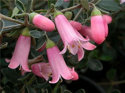 Correa 'Isabell' (Native Fuchsia)-800 