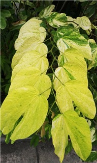  Bauhinia golden leaves 