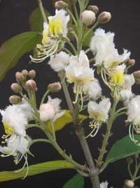  Hiptage Benghalensis variegated 