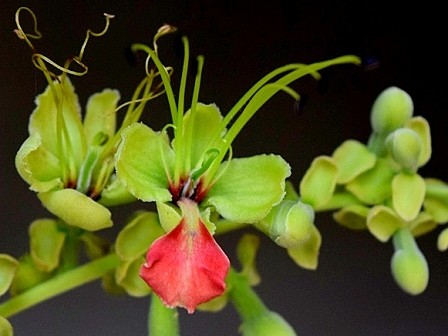 Afzelia xylocarpa variegated 