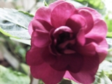 Burgundy Rose 