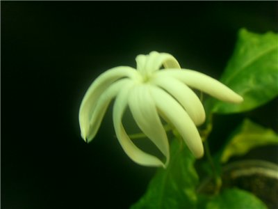  Jasminum Adenophyllum 