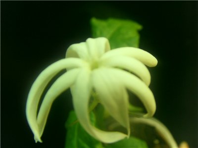  Jasminum Adenophyllum Splech Variegatum 
