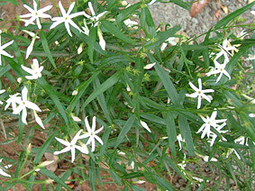  Jasminum lineare-desert jasmine ( ) 