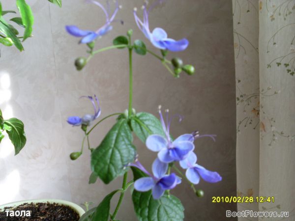  Clerodendrum Ugandese 
