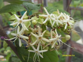  Clerodendrum Trichotomum 'White Calyx 