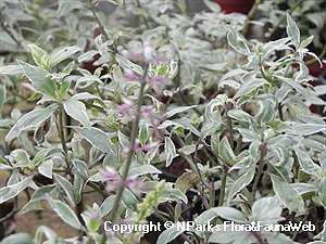  Clerodendrum spicatum variegata 