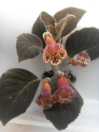  Kohleria `Brimstone 