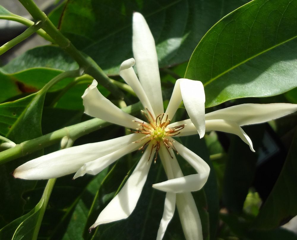  Magnolia champaca alba 