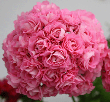  Swanland Pink / Australien Pink Rosebud 