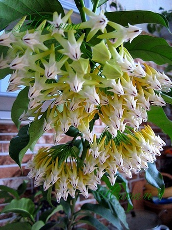  Hoya Multiflora 