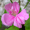 Пеларгония Double Pink Bird's Egg