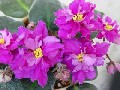 Фиалка ЕК-Королевский Рубин