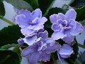 Фиалка ЕК-Любимый Подснежник