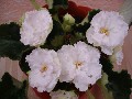 Фиалка ЕК-Сахарная Роза