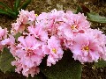 Фиалка Ласковая