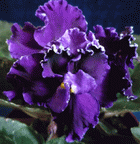 Фиалка Apache Midnight