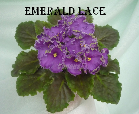  Emerald Lace 
