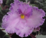 Фиалка Buckeye Lavender Mist