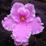Фиалка Pink Summit