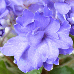 Фиалка Ma`s Bluberry Taffy