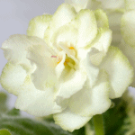 Фиалка Cool Mint