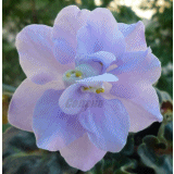 Фиалка Kingwood Blue