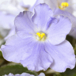 Фиалка San Mateo Blues
