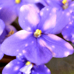 Фиалка Ness’ Blueberry Puff