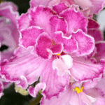 Фиалка Dolores' Chantilly Lace