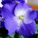 Фиалка Park Avenue Blue