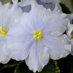 Фиалка Buckeye Blue Ice