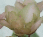 Фиалка Emerald Pink