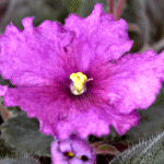 Фиалка Snowkissed Plum